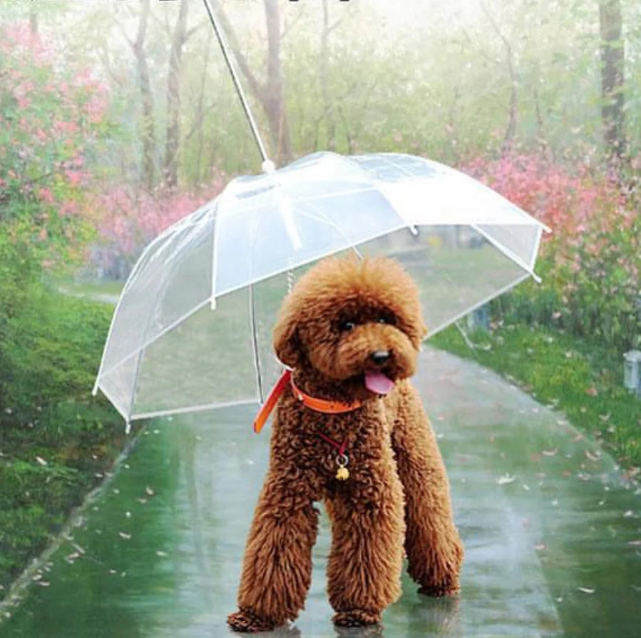 Umbrelă transparentă pentru căței